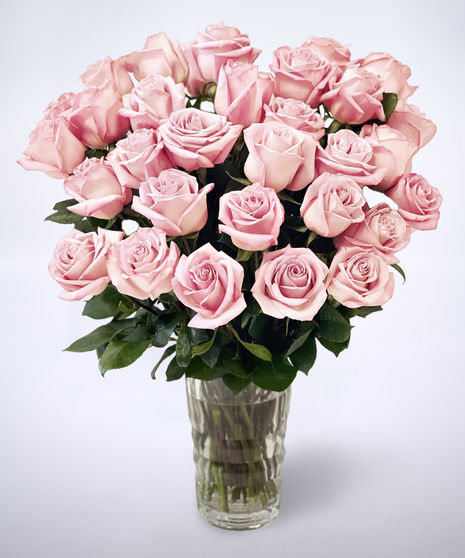 light pink roses