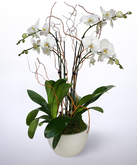 White Orchid Garden