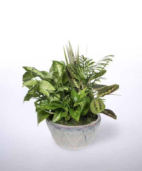 large dish garden