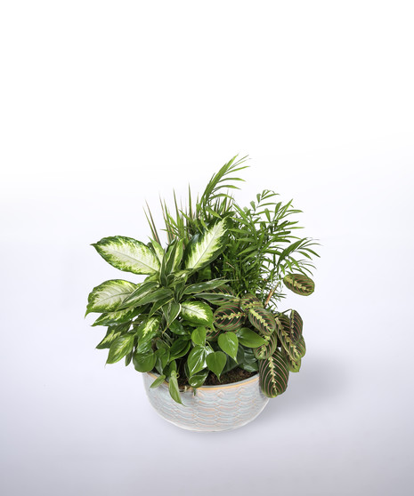 small dish garden