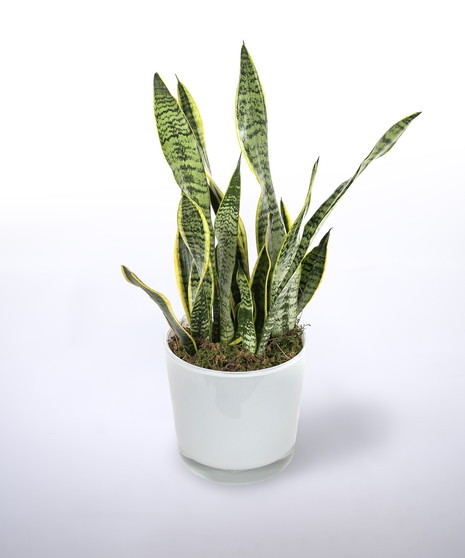 Snake Plant